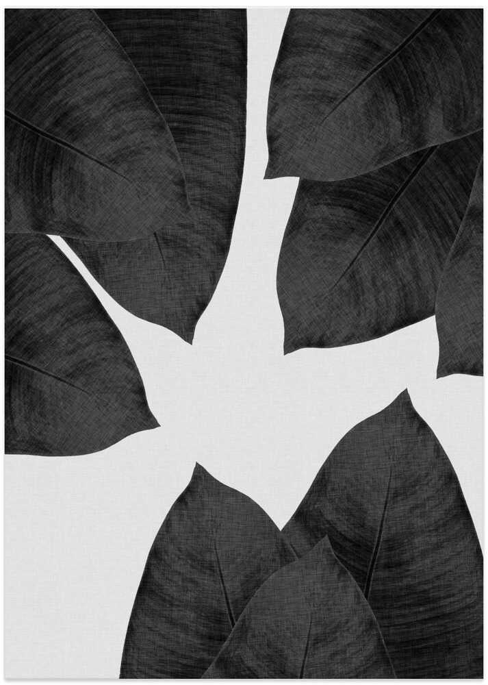 Banana Leaf Black & White I