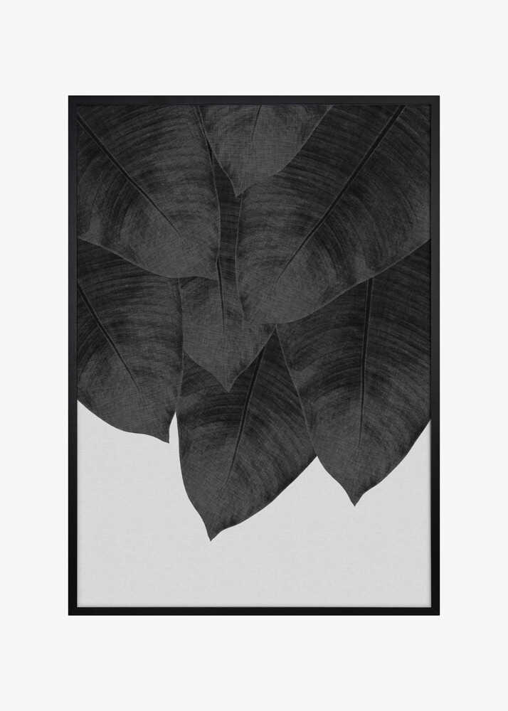 Banana Leaf Black &amp; White III