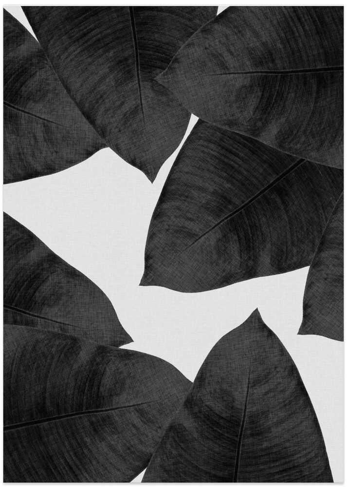 Banana Leaf Black &amp; White II