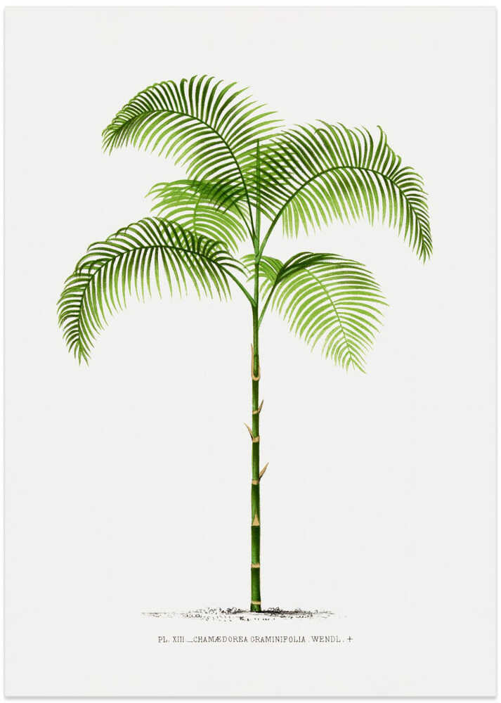 Xiii Chamaedorea G