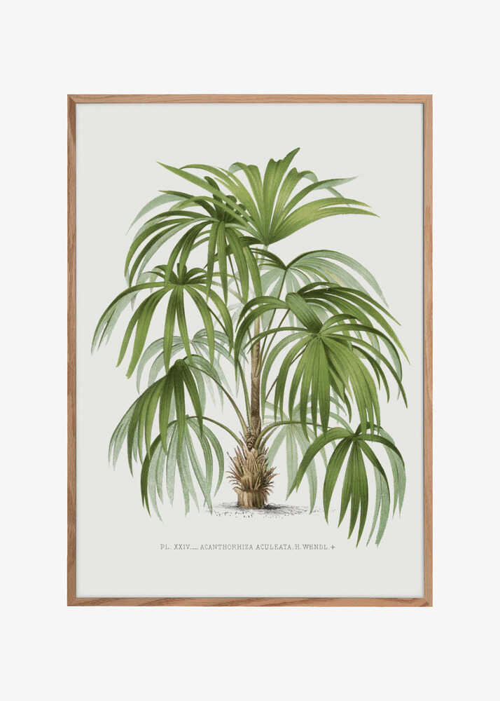 Xxiv Acanthorhiza Aculeata