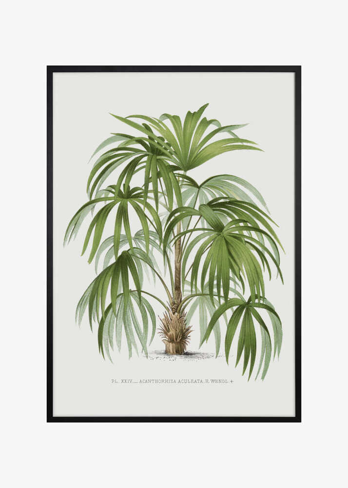 Xxiv Acanthorhiza Aculeata