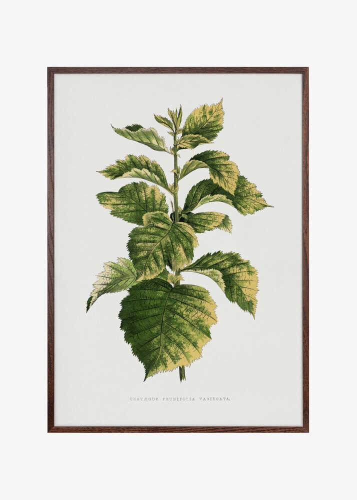 Common Hawnthorn Leaf Illustration