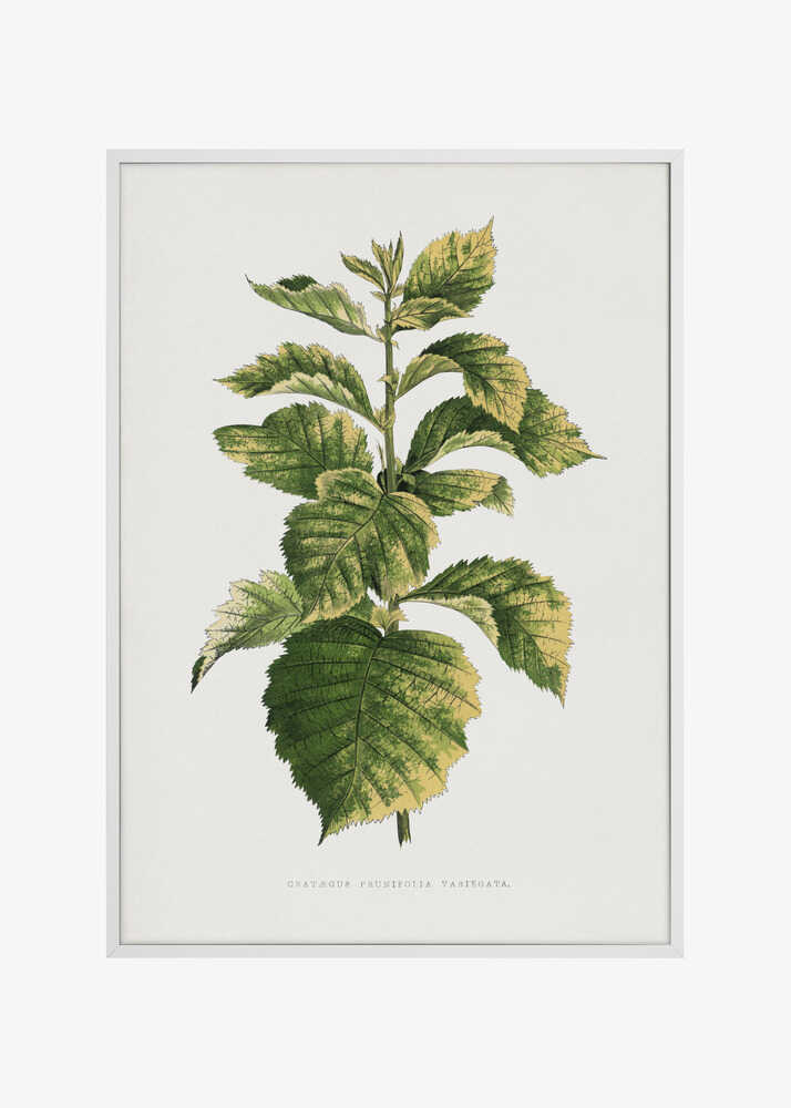 Common Hawnthorn Leaf Illustration