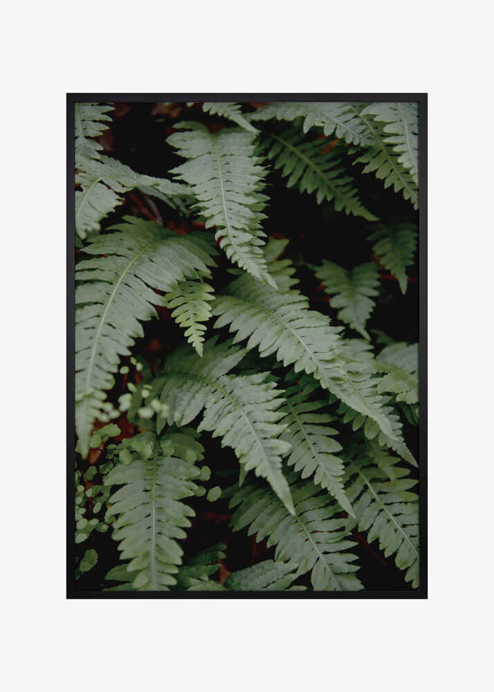 wild fern