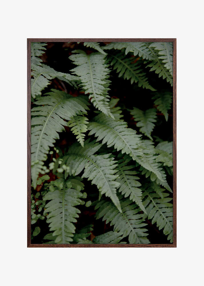 wild fern