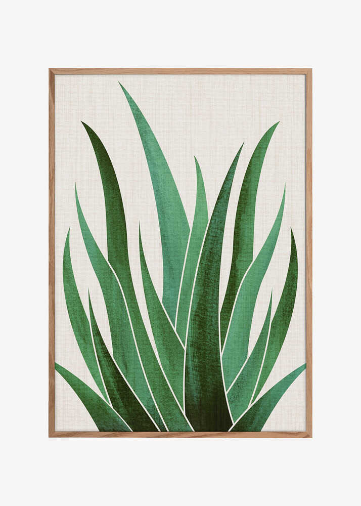 Desert Agave 4
