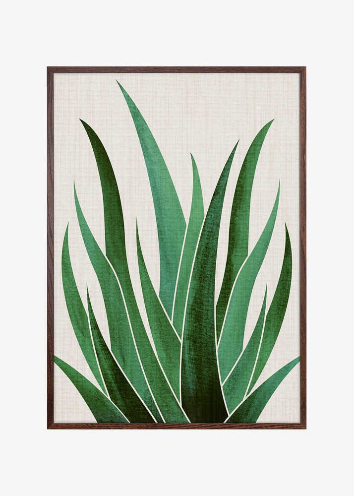 Desert Agave 4