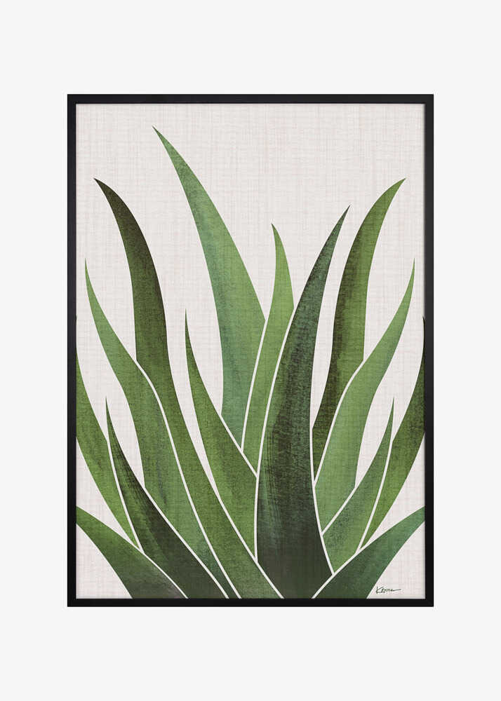 Desert Agave 3