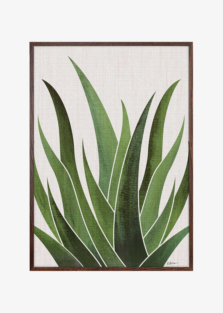 Desert Agave 3