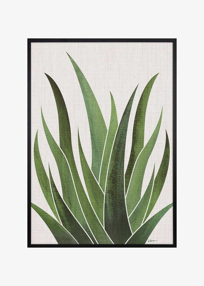 Desert Agave 5