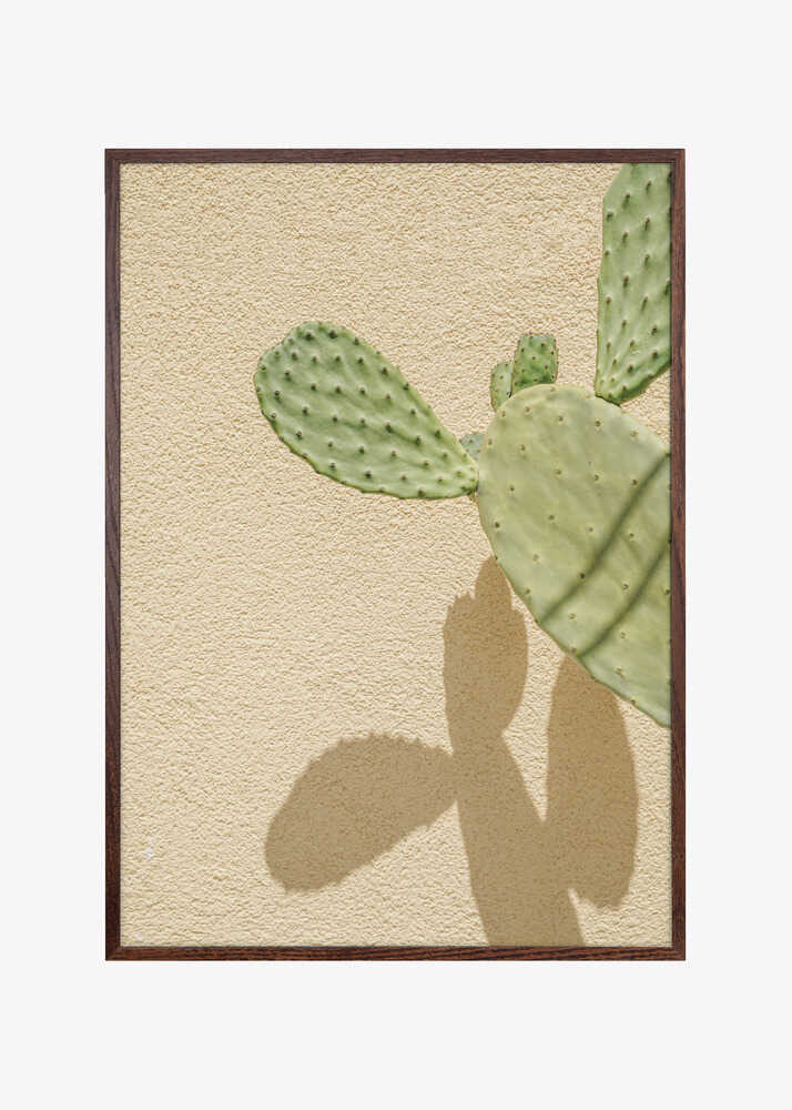 Cacti Shadowplay