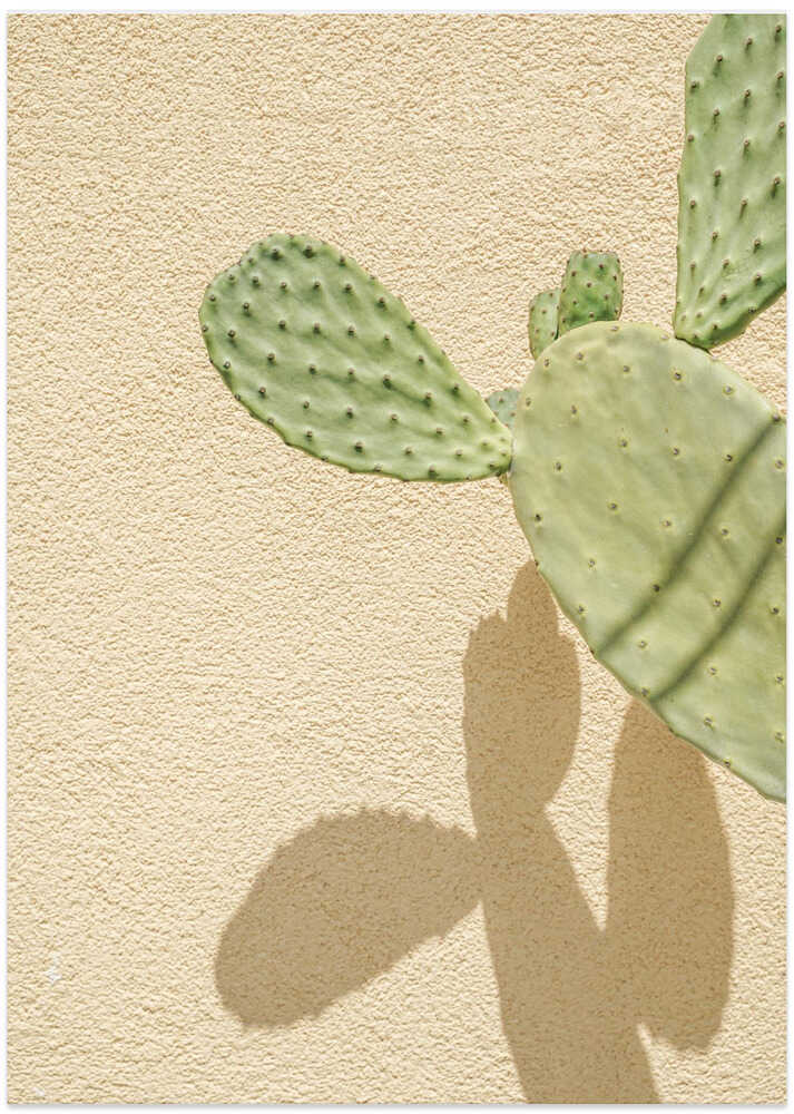 Cacti Shadowplay