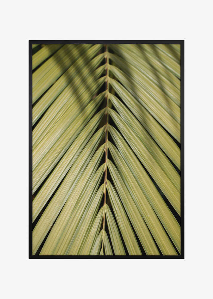 Tropical Leaf