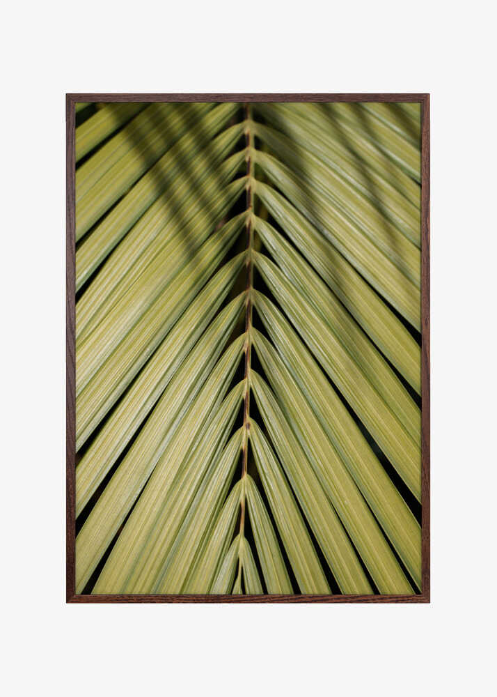 Tropical Leaf