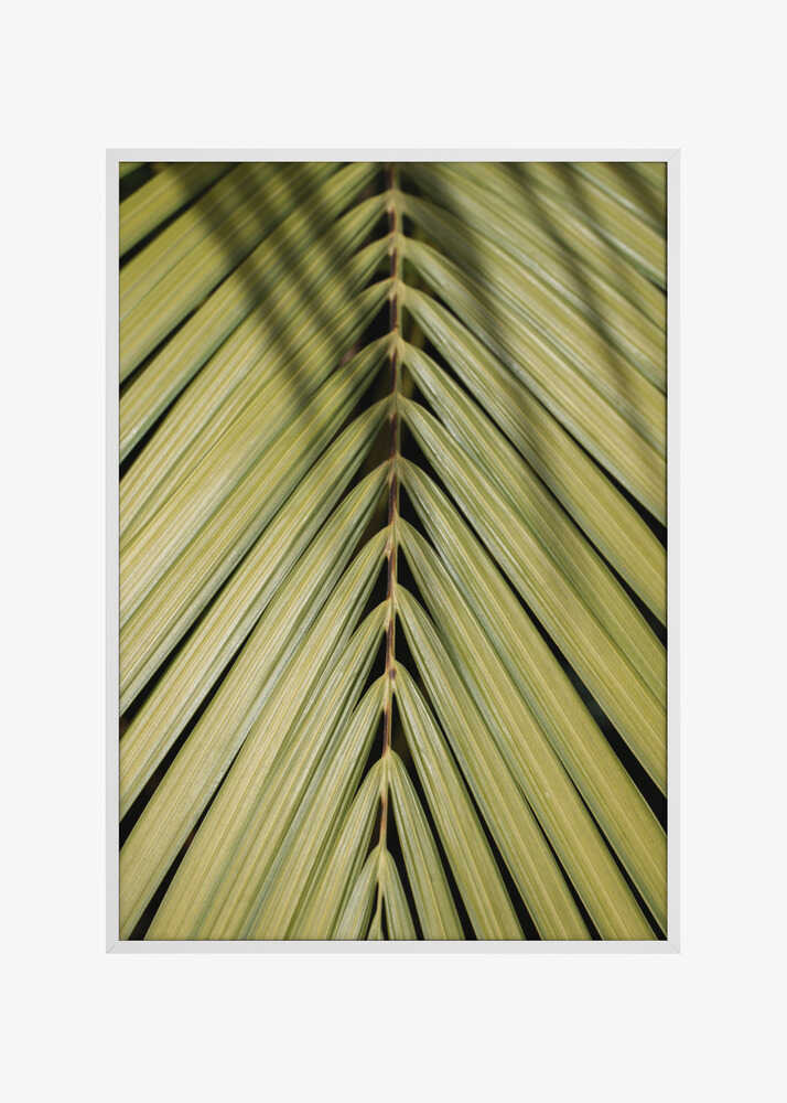 Tropical Leaf