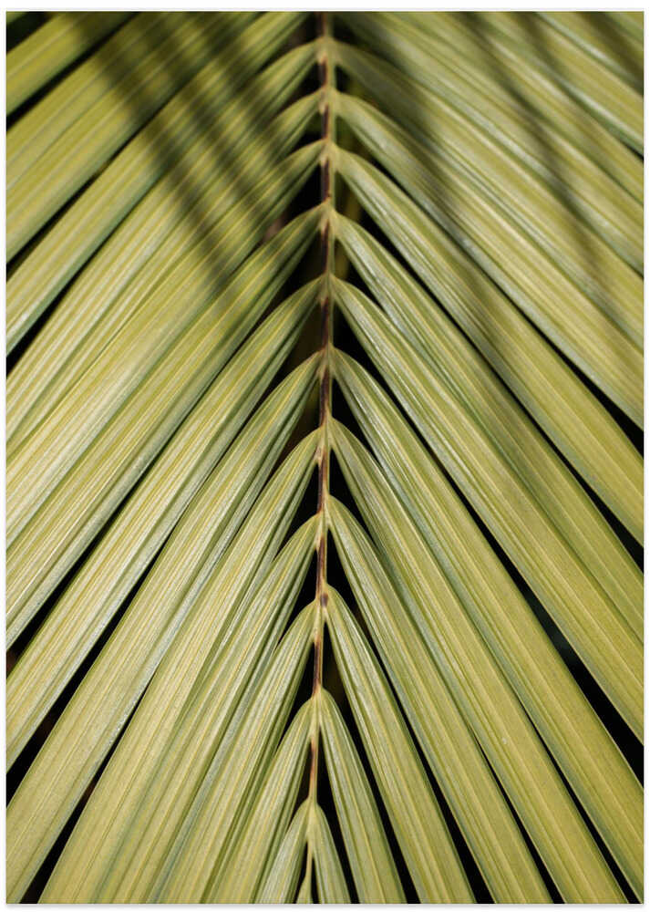 Tropical Leaf