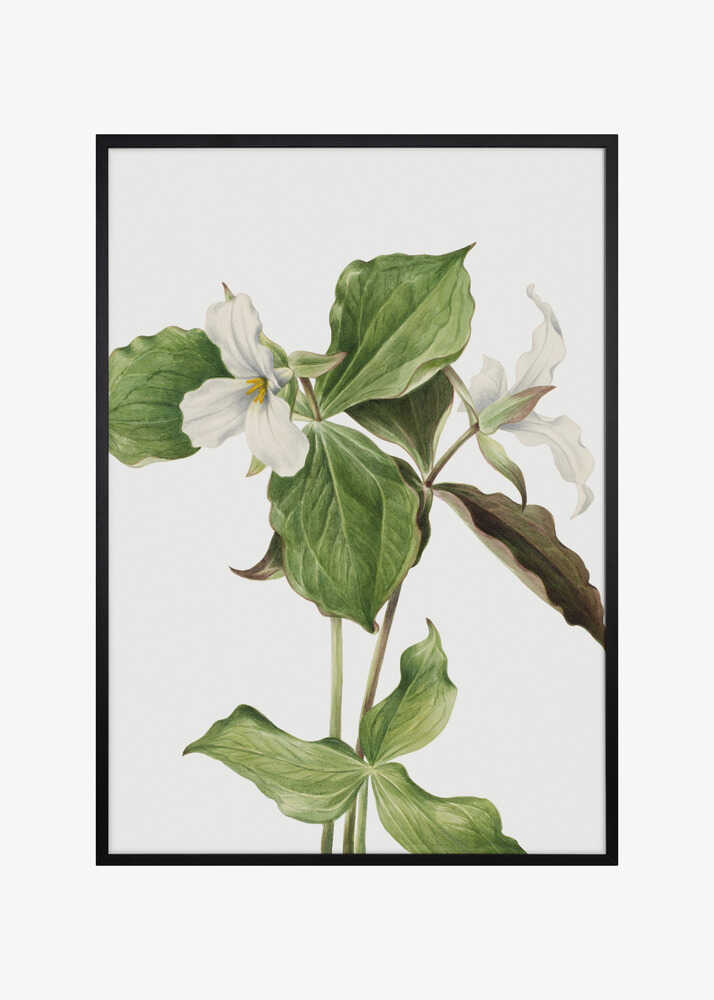 Large White Trillium