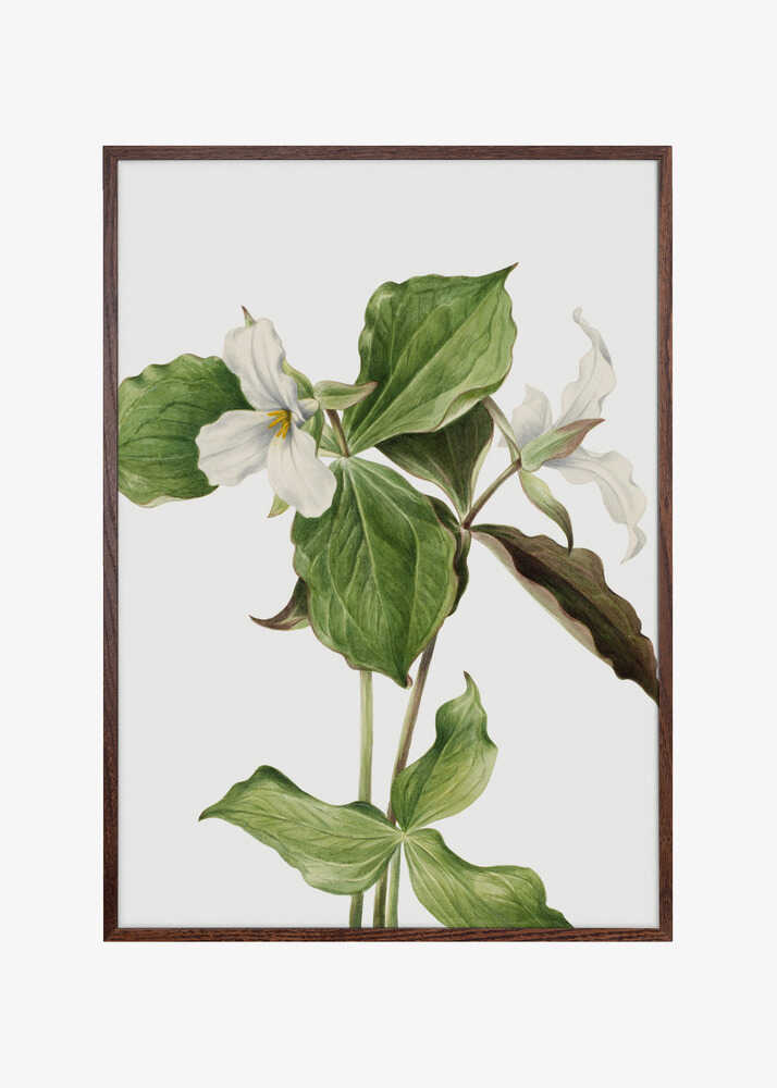 Large White Trillium