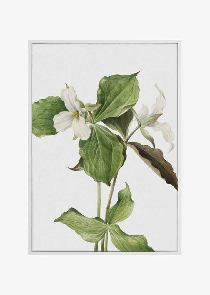 Large White Trillium