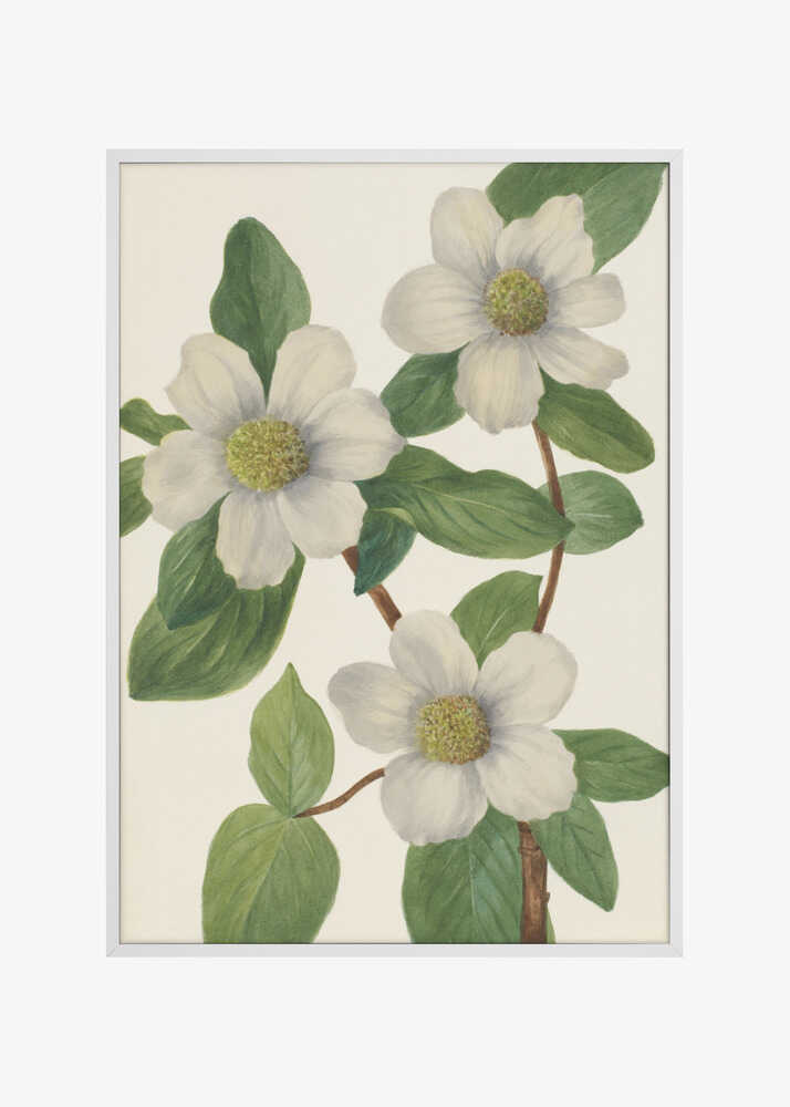 Pacific Dogwood