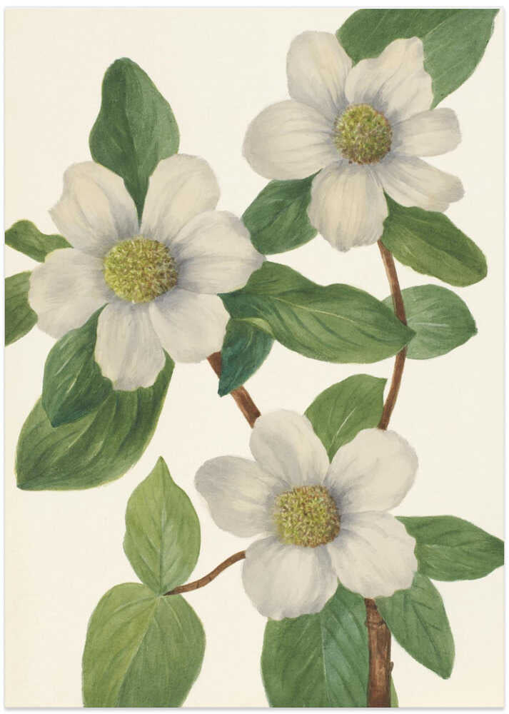 Pacific Dogwood