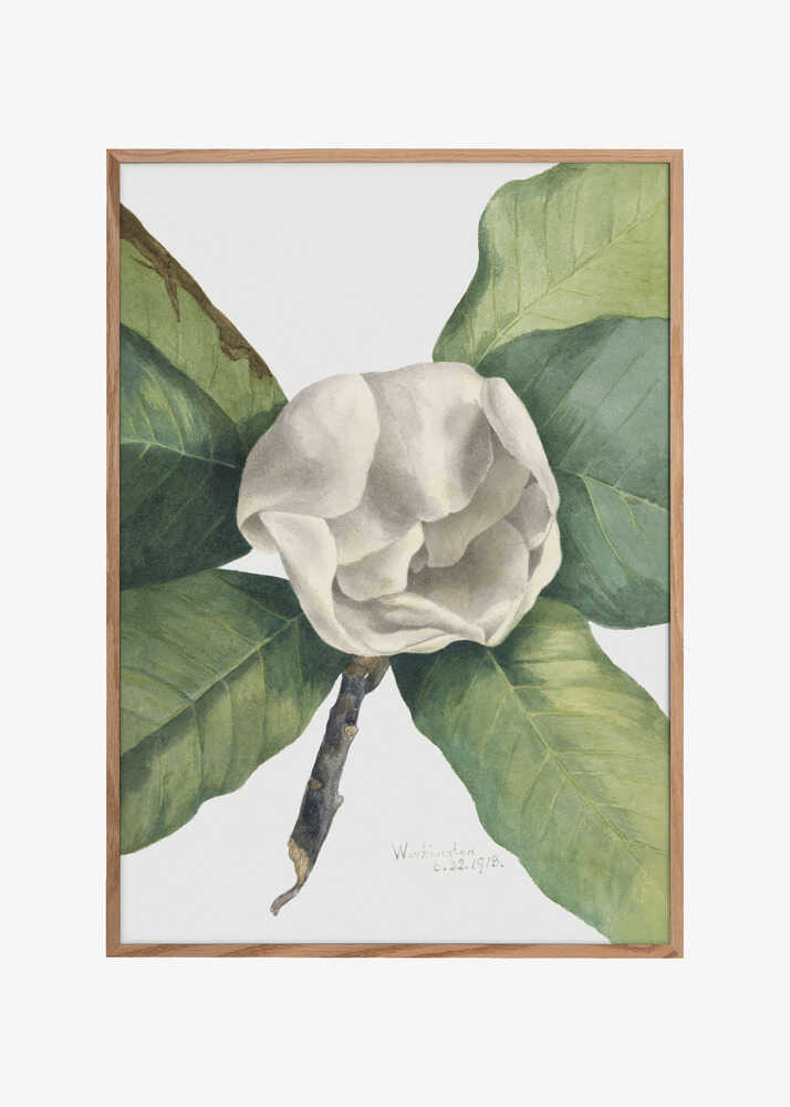 Southern Magnolia (1918)