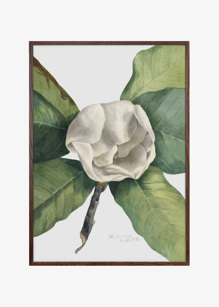 Southern Magnolia (1918)