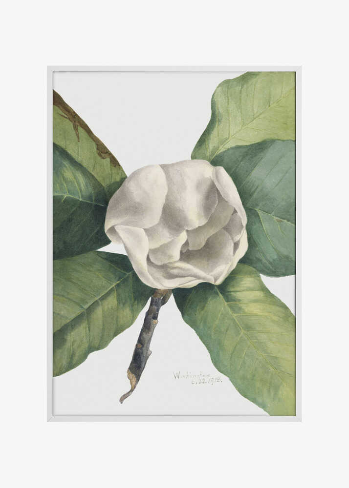 Southern Magnolia (1918)