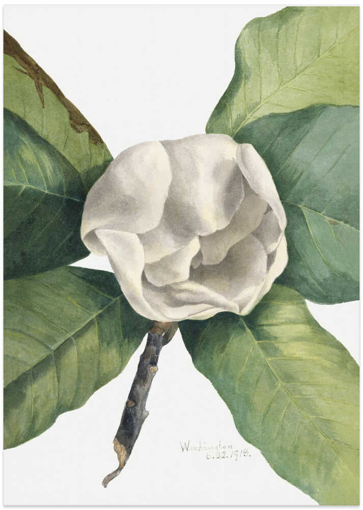 Southern Magnolia (1918)