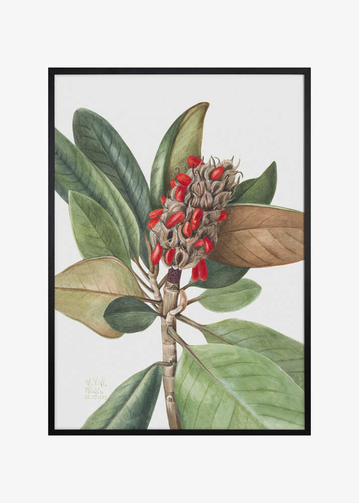 Southern Magnolia (1923)