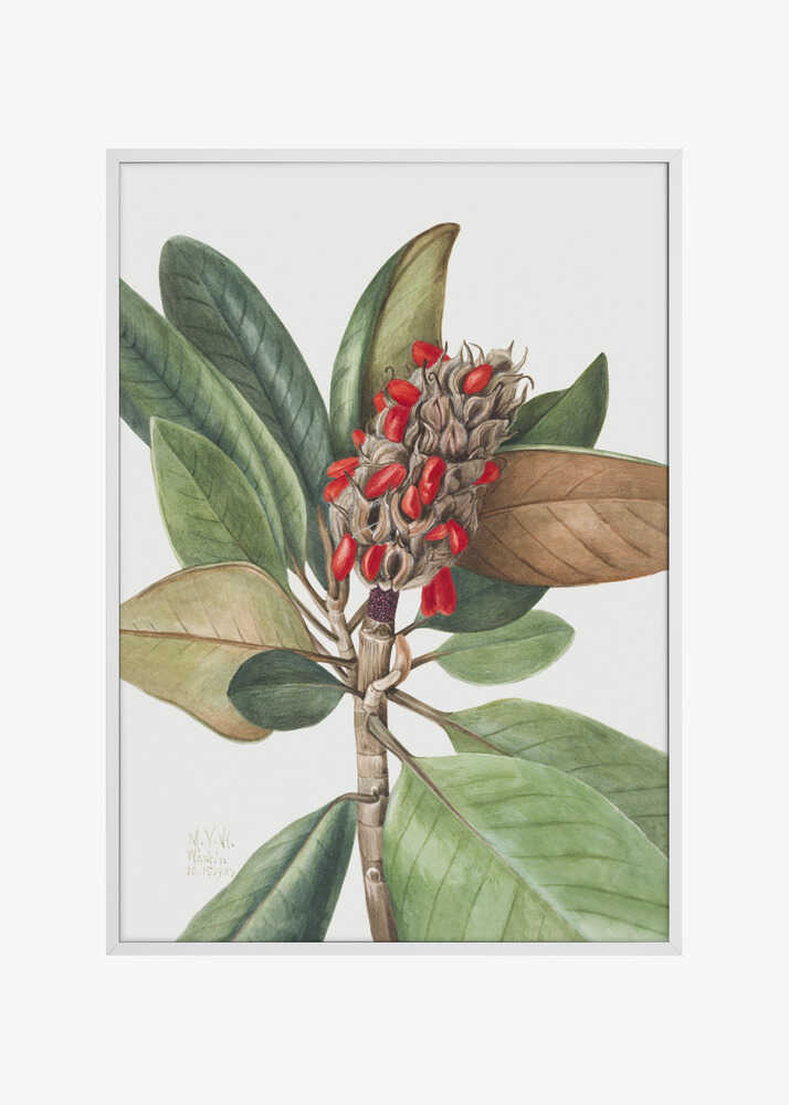 Southern Magnolia (1923)