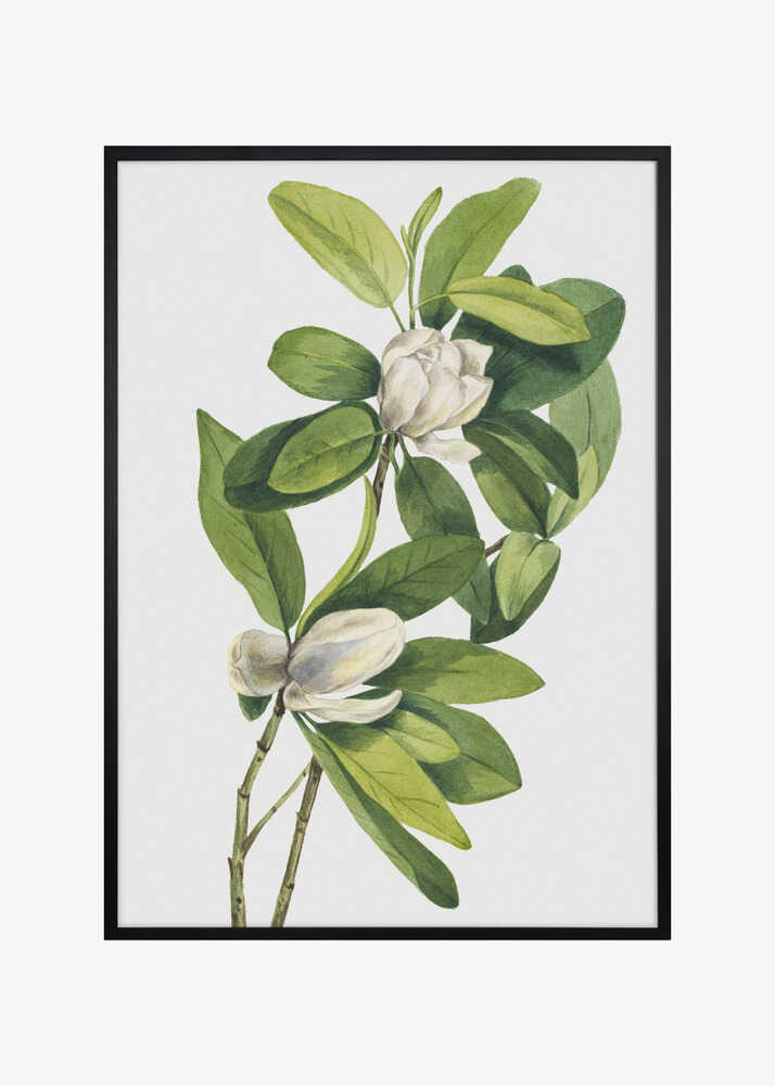 Swamp Magnolia (1918)