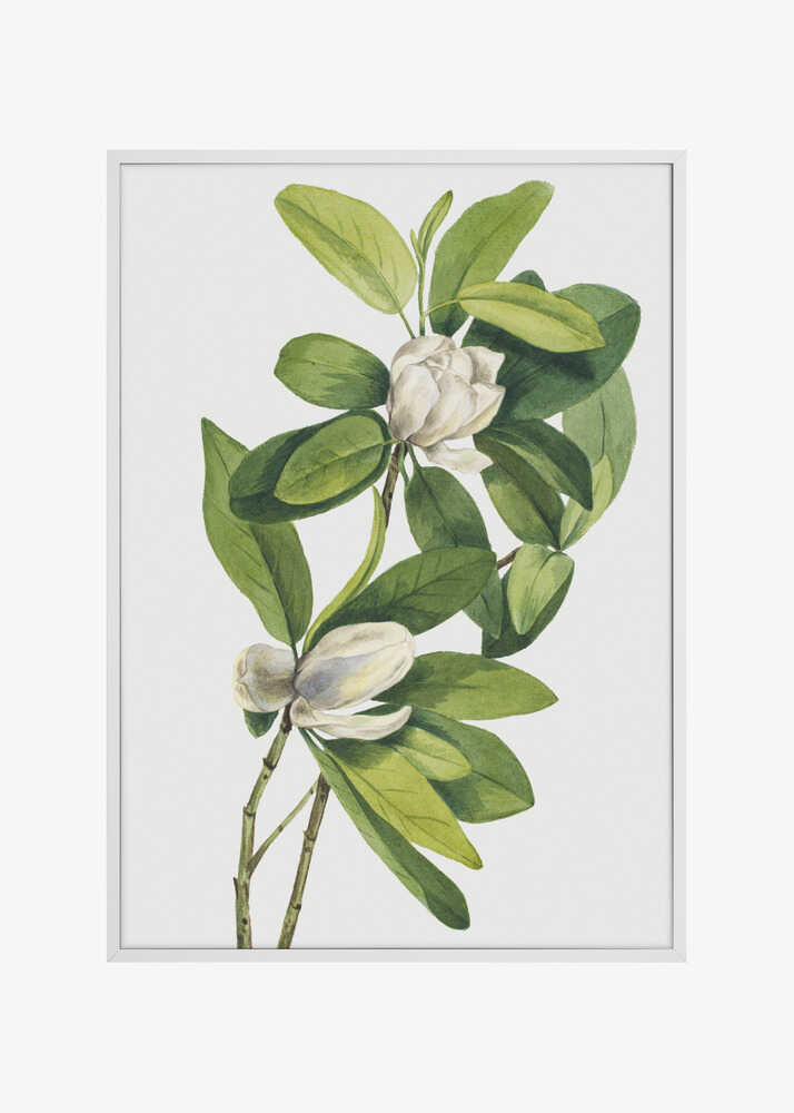 Swamp Magnolia (1918)