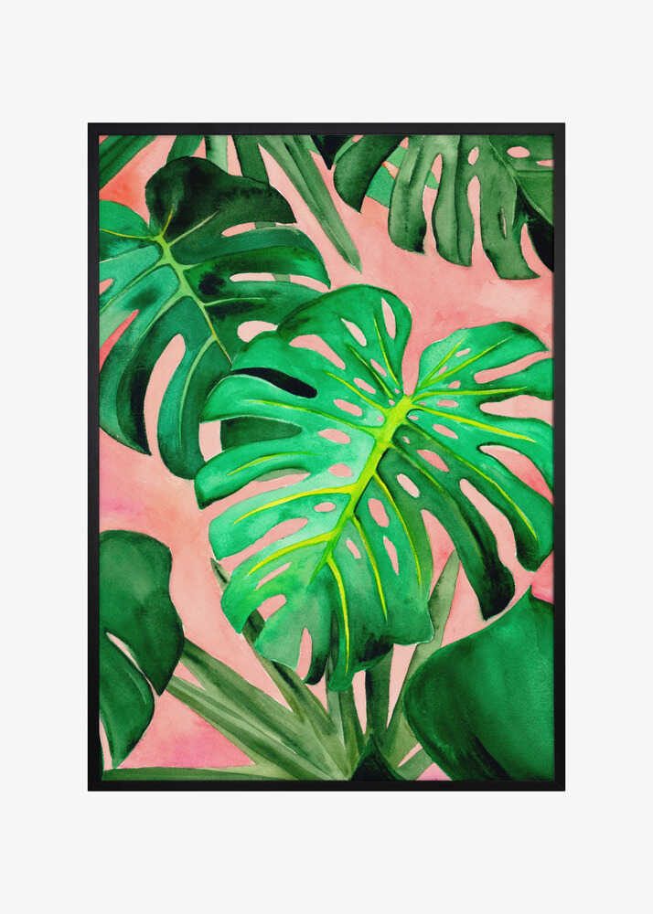 Monstera