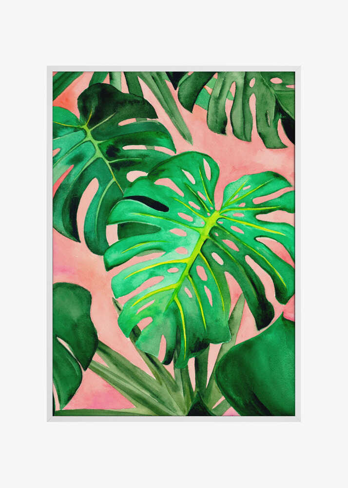 Monstera
