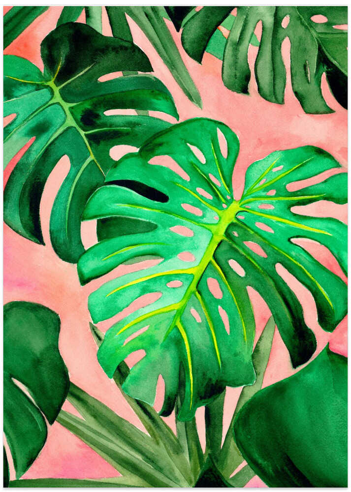 Monstera