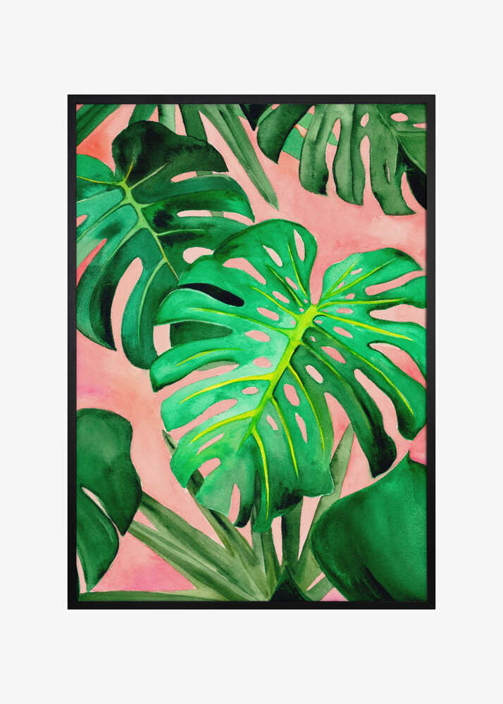 Monstera Large