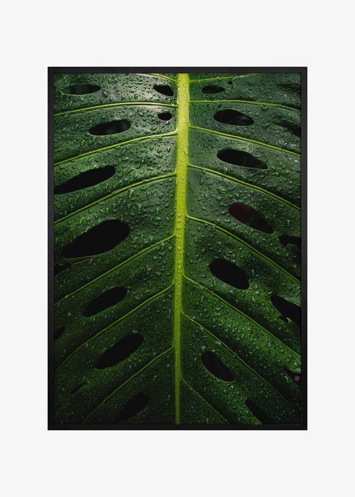 Monstera Swiss cheese plant
