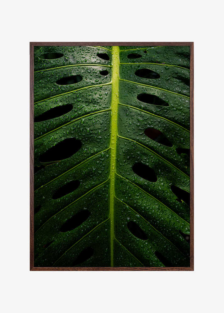 Monstera Swiss cheese plant