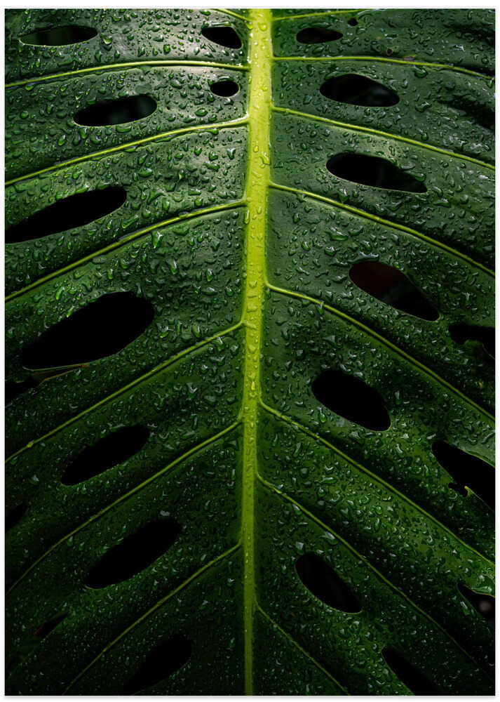 Monstera Swiss cheese plant
