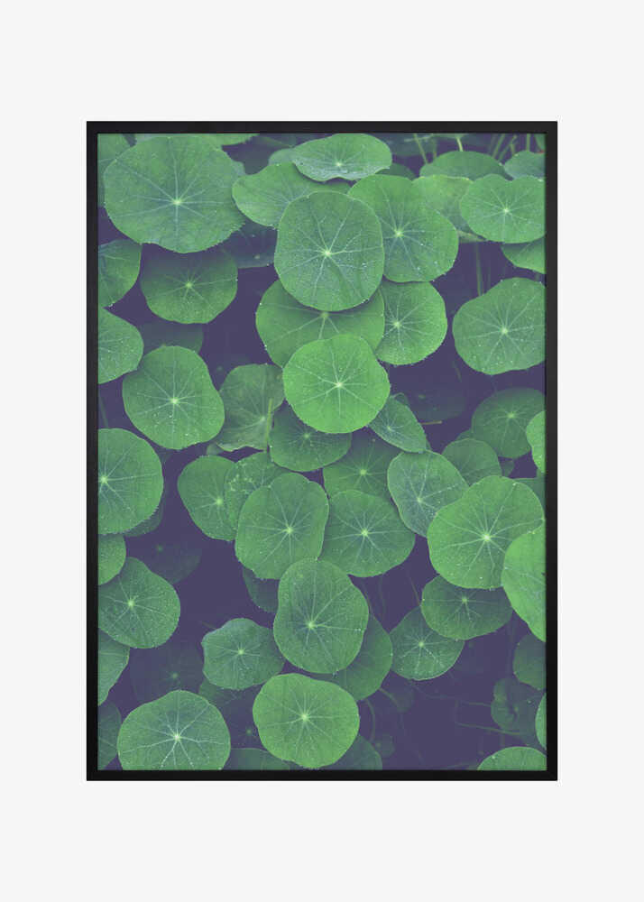 Nasturtium Leaves