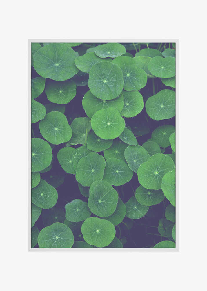 Nasturtium Leaves