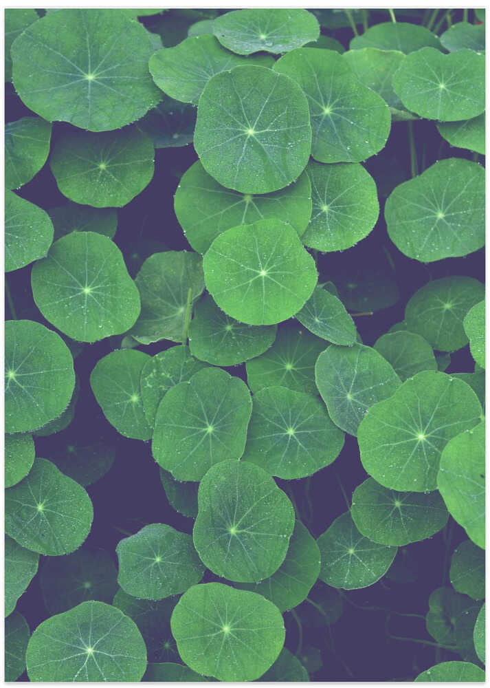 Nasturtium Leaves