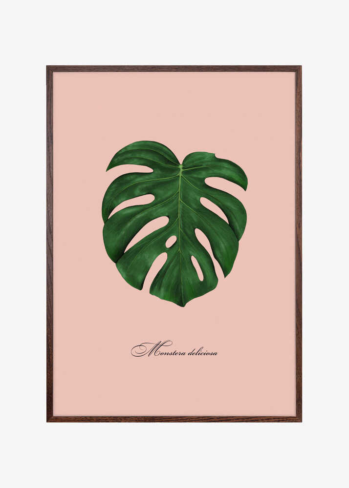 Monstera