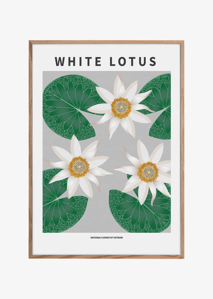 White Lotus - National flower of Vietnam