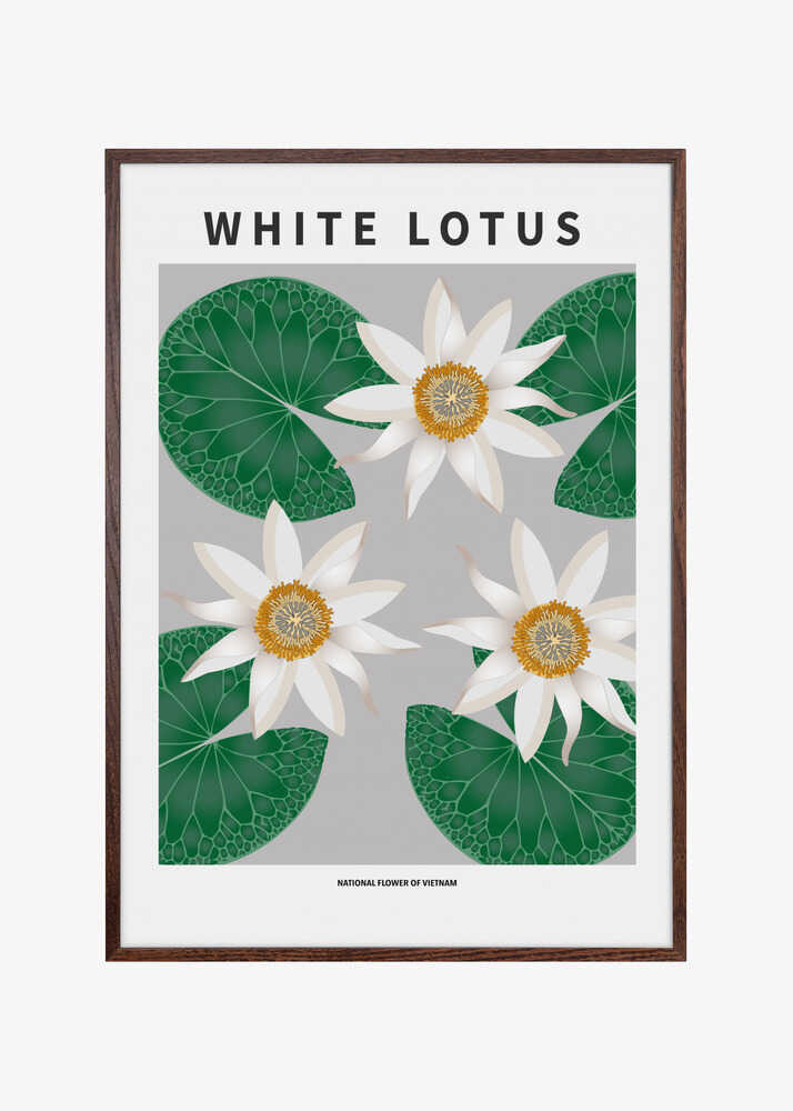 White Lotus - National flower of Vietnam