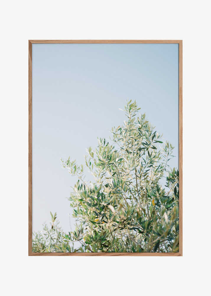 Olives In Ostuni | Italy Travel Photography