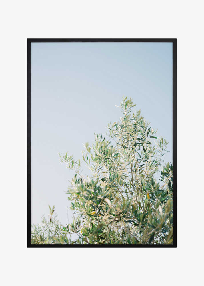 Olives In Ostuni | Italy Travel Photography