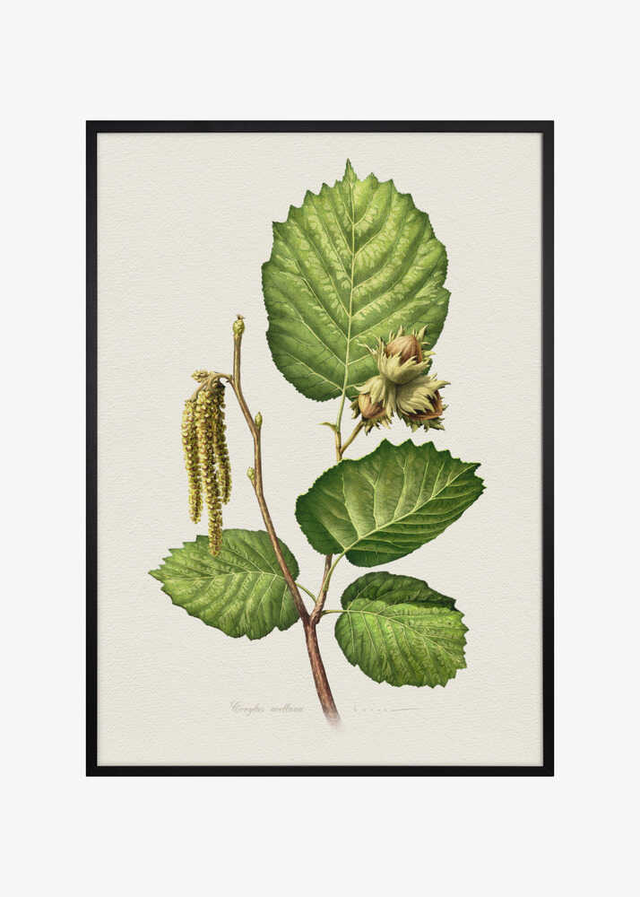 Corylus Avellana